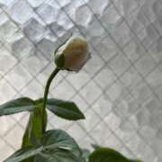 ヒメ日記 2025/07/16 11:19 投稿 あすか ギン妻パラダイス 堺東店