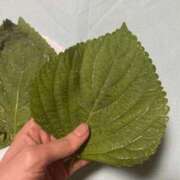 ヒメ日記 2025/06/21 21:10 投稿 みゆき 中洲秘密倶楽部