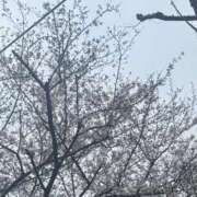 ヒメ日記 2026/04/16 13:42 投稿 ここみ Evolution 2nd