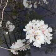 ヒメ日記 2025/04/07 15:05 投稿 あさひ CLUB DEEP