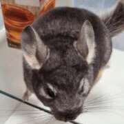 ヒメ日記 2025/12/23 06:03 投稿 りさ 横浜・関内サンキュー