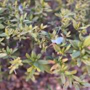 ヒメ日記 2025/02/17 13:02 投稿 時透とき 全裸美女からのカゲキな誘惑