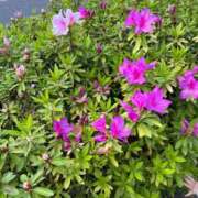 ヒメ日記 2025/04/23 11:02 投稿 時透とき 全裸美女からのカゲキな誘惑