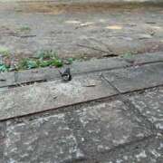 ヒメ日記 2025/07/04 00:42 投稿 時透とき 全裸美女からのカゲキな誘惑