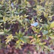 ヒメ日記 2025/02/17 13:13 投稿 西国立とき THE痴漢電車.com