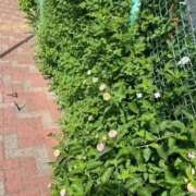 ヒメ日記 2025/09/03 00:33 投稿 西国立とき THE痴漢電車.com