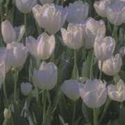 ヒメ日記 2025/03/05 12:59 投稿 えな プールサイド新橋店