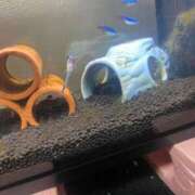 ヒメ日記 2025/12/23 16:12 投稿 みけ 熟女の風俗最終章 相模原店