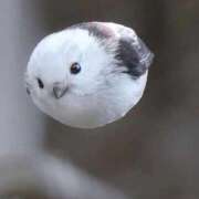 ヒメ日記 2026/02/11 20:20 投稿 みけ 熟女の風俗最終章 相模原店