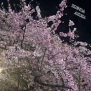 ヒメ日記 2025/03/21 12:32 投稿 湊咲　あずさ クラブ　ブレンダ茨木・枚方店