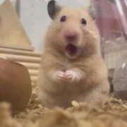 ヒメ日記 2024/12/30 10:44 投稿 あん『プレミアキャスト』 CANDY