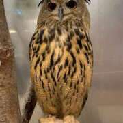 ヒメ日記 2025/04/13 08:40 投稿 あおい タレントCLUB