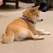 ヒメ日記 2025/11/07 21:39 投稿 あおい タレントCLUB