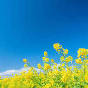 ヒメ日記 2025/04/11 20:47 投稿 松川ちはる ワイフコレクション