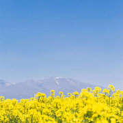 ヒメ日記 2025/04/15 22:28 投稿 松川ちはる ワイフコレクション