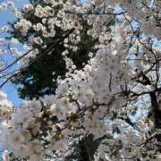 ヒメ日記 2025/03/31 08:09 投稿 ラム 石川小松ちゃんこ