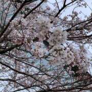 ヒメ日記 2025/04/07 21:39 投稿 ラム 石川小松ちゃんこ