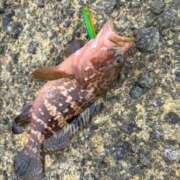 ヒメ日記 2025/11/23 21:49 投稿 ラム 石川小松ちゃんこ