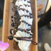 ヒメ日記 2026/01/30 20:05 投稿 白石　ほのか やみつきエステ2nd 横浜店