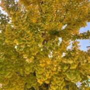 ヒメ日記 2025/12/02 08:24 投稿 にこ ごほうびSPA神戸店