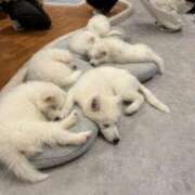 ヒメ日記 2025/01/07 19:10 投稿 ミオナ マドンナ(仙台)