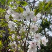 ヒメ日記 2026/04/16 09:58 投稿 ゆうき ハピネス＆ドリーム福岡