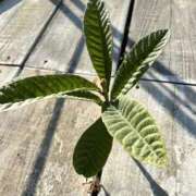 ヒメ日記 2026/01/22 22:36 投稿 琉唯(るい) カサブランカ岡山店（カサブランカグループ）