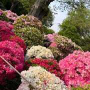 ヒメ日記 2025/04/19 10:59 投稿 三橋 熟女の風俗最終章 新横浜店