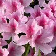 ヒメ日記 2025/05/04 08:26 投稿 三橋 熟女の風俗最終章 新横浜店