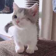 ヒメ日記 2025/05/11 22:51 投稿 くるみ アラモード