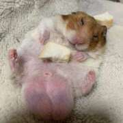 ヒメ日記 2024/12/29 14:07 投稿 さわ 性腺熟女100％（デリヘル市場）