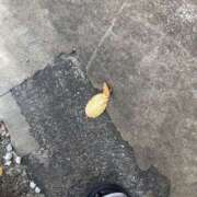 ヒメ日記 2025/01/07 07:41 投稿 さわ 性腺熟女100％（デリヘル市場）