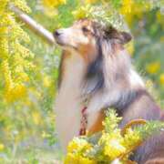 ヒメ日記 2025/03/25 21:50 投稿 さわ 性腺熟女100％（デリヘル市場）