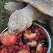 ヒメ日記 2025/08/26 23:42 投稿 さわ 性腺熟女100％（デリヘル市場）