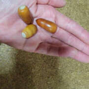 ヒメ日記 2025/10/23 06:19 投稿 さわ 性腺熟女100％（デリヘル市場）