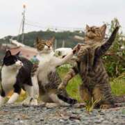 ヒメ日記 2026/01/17 00:21 投稿 さわ 性腺熟女100％本店（デリヘル市場）