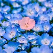 ヒメ日記 2026/03/21 08:26 投稿 さわ 性腺熟女100％本店（デリヘル市場）