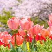 ヒメ日記 2025/04/01 13:33 投稿 及川 潤 昼妻夜 滋賀店