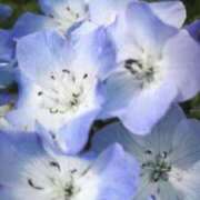 ヒメ日記 2025/03/11 09:53 投稿 ひなた 鶯谷おかあさん