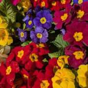 ヒメ日記 2025/02/25 18:25 投稿 ゆりこ 横浜おかあさん