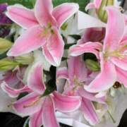 ヒメ日記 2025/05/20 13:35 投稿 ゆりこ 横浜おかあさん