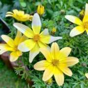 ヒメ日記 2025/09/05 10:35 投稿 ゆりこ 横浜おかあさん