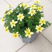 ヒメ日記 2025/09/05 19:15 投稿 ゆりこ 横浜おかあさん