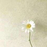 ヒメ日記 2025/11/02 16:01 投稿 ゆりこ 横浜おかあさん