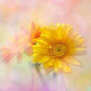 ヒメ日記 2025/12/05 17:25 投稿 ゆりこ 横浜おかあさん