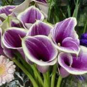 ヒメ日記 2026/03/15 06:35 投稿 ゆりこ 横浜おかあさん