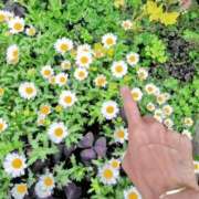 ヒメ日記 2025/05/18 07:08 投稿 心桜(こころ) PLUS十三店