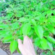 ヒメ日記 2025/05/27 07:08 投稿 心桜(こころ) PLUS十三店