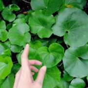 ヒメ日記 2025/07/01 07:08 投稿 心桜(こころ) PLUS十三店