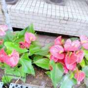 ヒメ日記 2025/07/26 13:12 投稿 心桜(こころ) PLUS十三店